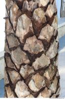 palm tree bark 0003